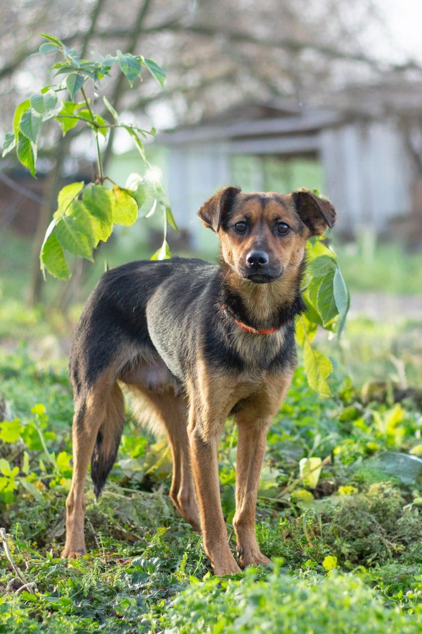 Chiens à adopter